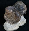 Camptosaurus Caudal (Tail) Vertebrae #5962-2